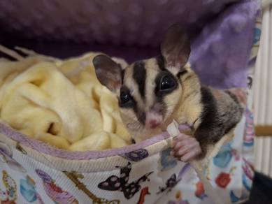 Sugar Glider Family bersama 2 Sangkar