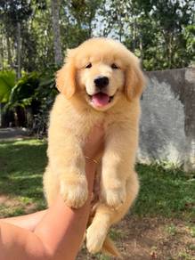 golden retriever