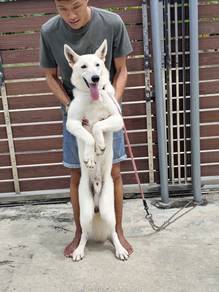 China Swiss Sherpherd 中国进口瑞士牧羊犬