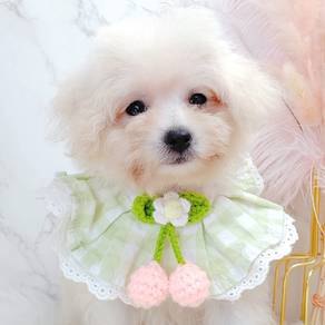 Poodle