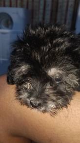 shihpoo