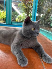 BSH Pure Breed Traditional Blue (Grey)