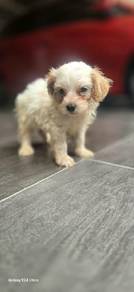 Toypoodle puppies 