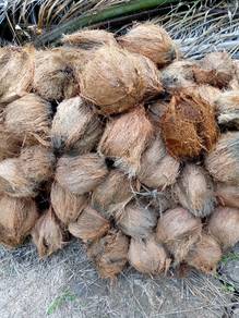 kelapa tua 