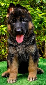 GERMAN SHEPHERD PUPPIES GSD163 🐻 Good structure