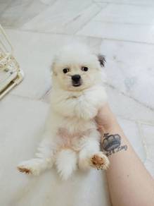 Shih Tzu Female 1