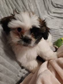 Endearing Shih Tzu cute small long haired puppy Pu