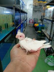 Burung cockateil