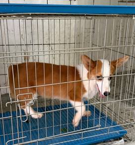 Pure Corgi Male 4 Months
