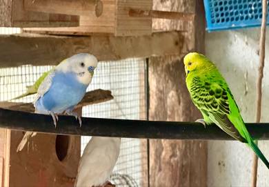 pair budgie / baji