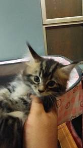 Mainecoon mix serbian