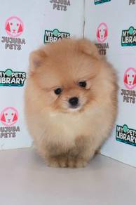J0033 Pomeranian Fluffy Double Coat Teddy Dog