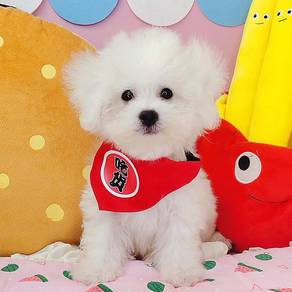 Bichon Frise