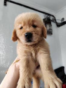Golden retriever with mka