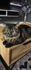 persian male cat 