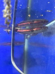 ikan nak clear