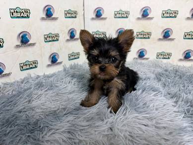 Yorkshire terrier puppy