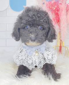 Poodle