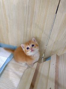 ReD Golden Munchkin 