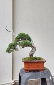 Bonsai Juniper Kishu