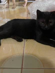 anak kucing