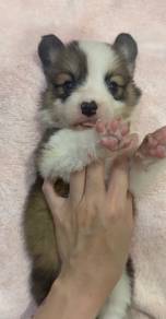Corgi long hair mka certificate and microchip