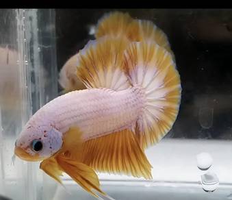 Betta hmpk