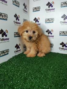 Light brown poodle