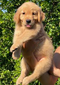 GOLDEN RETRIEVER PUPPIES M823🌻  Cream / Gold
