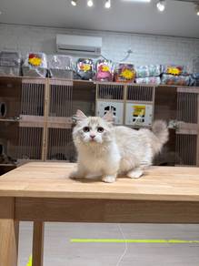 ragdoll napoleon munchkin cat send Singapore