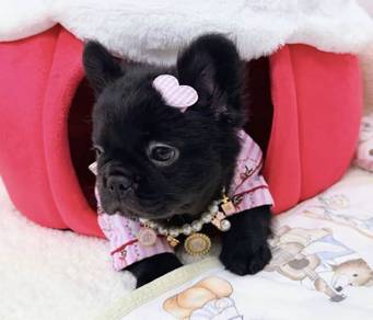 FRENCH BULLDOG PUPPIES 🌻VIP95 Fluffy Girl