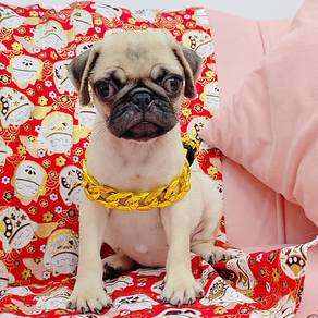 Pug