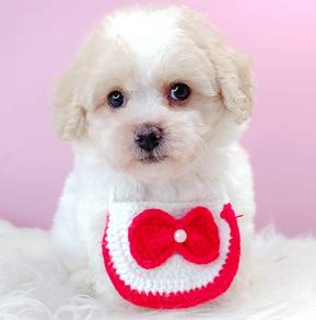 Poodle