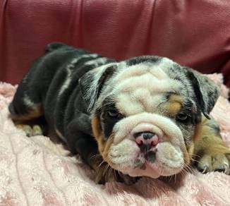 ENGLISH BULLDOG PUPPIES  Male C025
