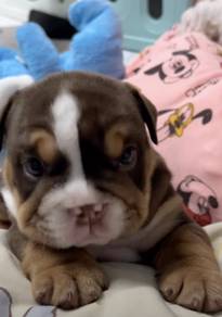 ENGLISH BULLDOG PUPPIES EB391 🐻 BullDog Available