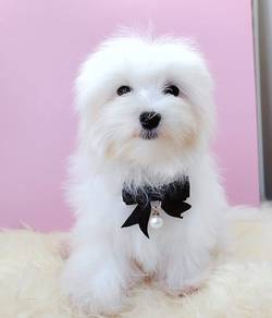 Maltese
