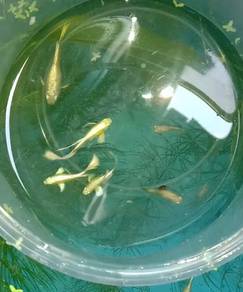 guppy fullgold