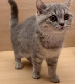 Bsh Grey Tabby