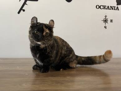 Munchkin Kinkalow Supershort (Female)
