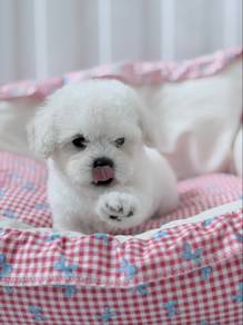 offer Korean frise bichon