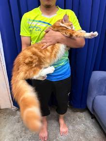 Mainecoon 