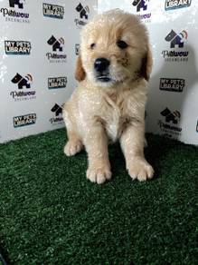 Golden retriever with mka certificate male