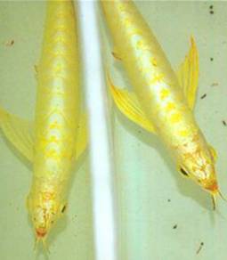 24k golden crossback 3a quality -wholesale price