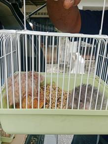 HAMSTER Comel
