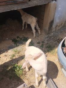 Assamualaikum .3 ekor kambing susu sanen 