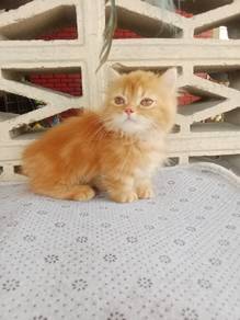 munchkin betina 