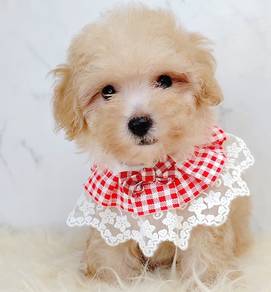 Poodle