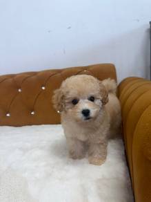 Bichon Poodle Mix