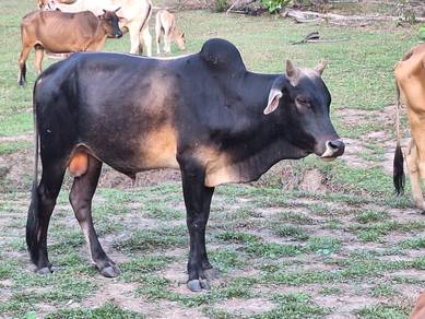 Lembu korban murah