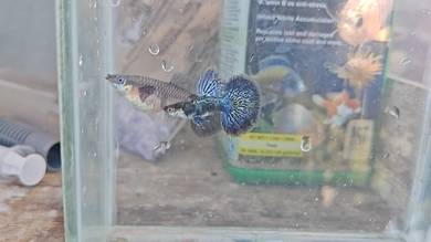 ikan guppy 